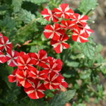 Verbena Voodoo Red Star